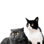 собака кішка