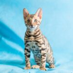 бенгальська кішка