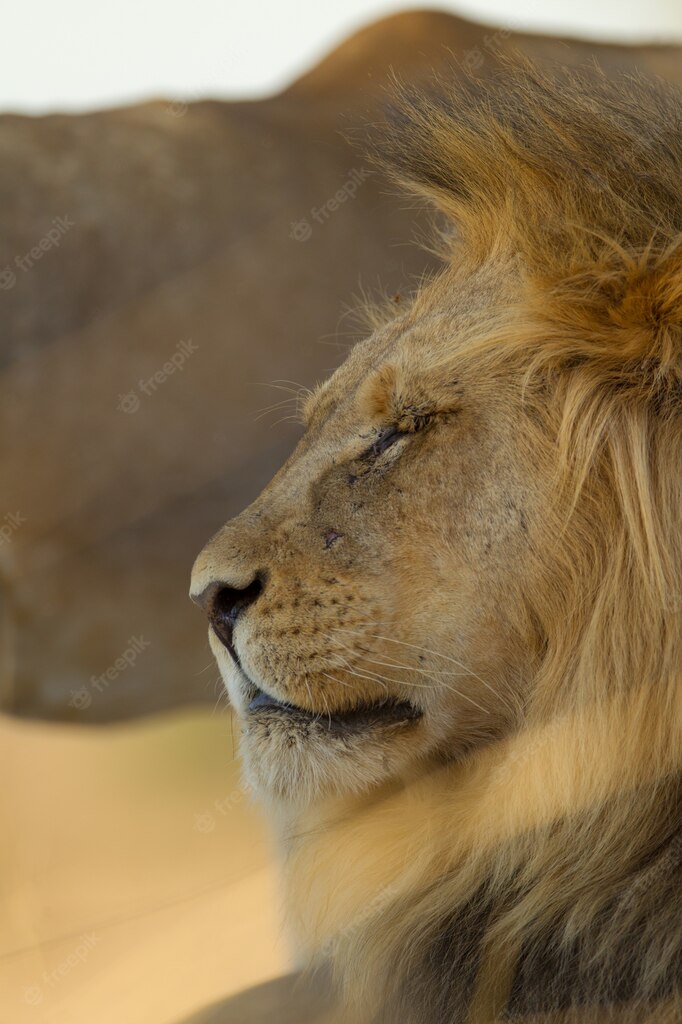 африканське сафарі