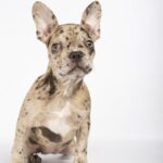 французький бульдог