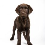 маленька собака