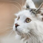 коти улюбленець