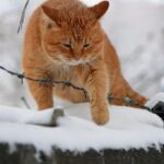 коти домашня тварина