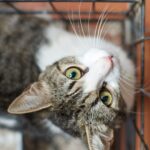 коти домашня тварина