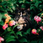 смішний кіт