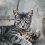 коти домашня тварина