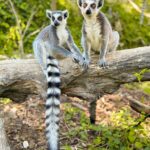 дика природа