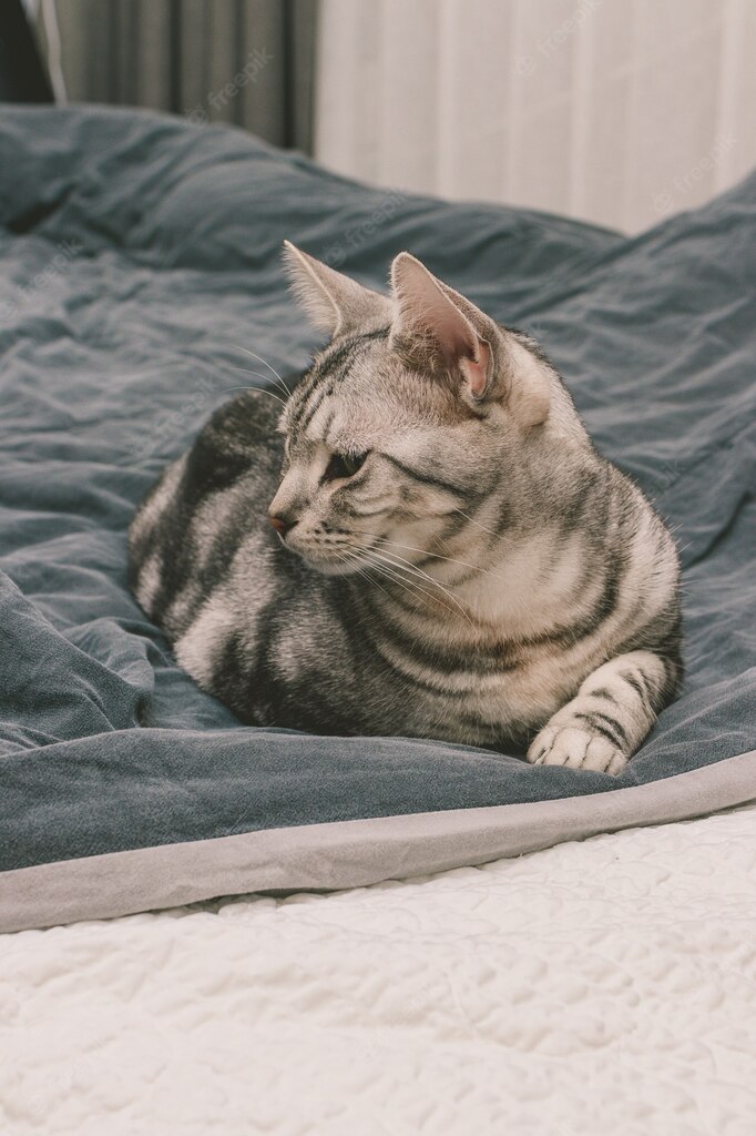 ліжко для кота