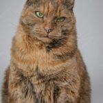 сварливий кіт