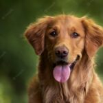 щасливий пес