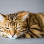 сплячий кіт