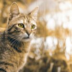 смішний кіт