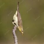 дика природа