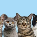 котячий плакат