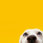 собака домашні тварини