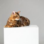 смішний кіт