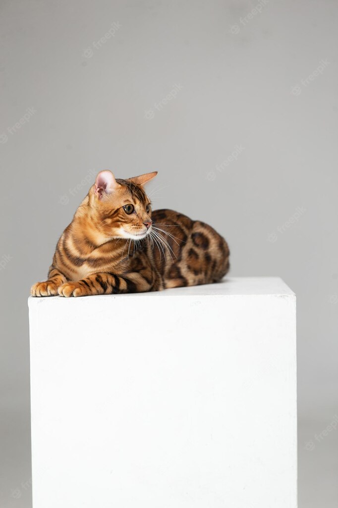 смішний кіт