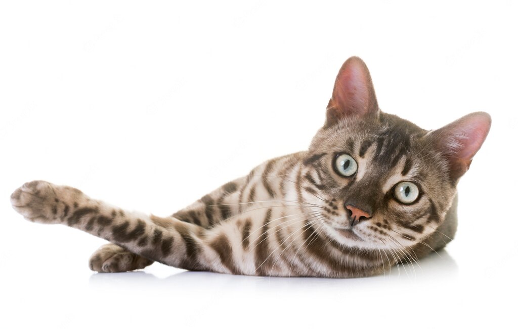 бенгальська кішка