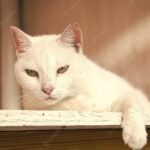 білий кіт