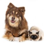 собака кішка