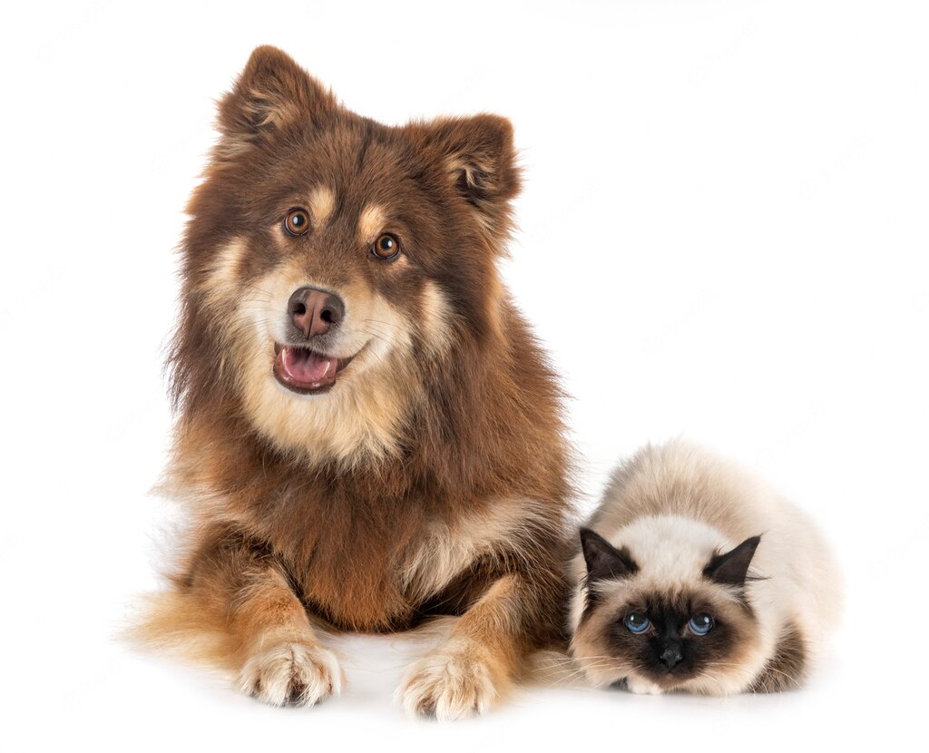 собака кішка