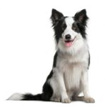 бордер коллі