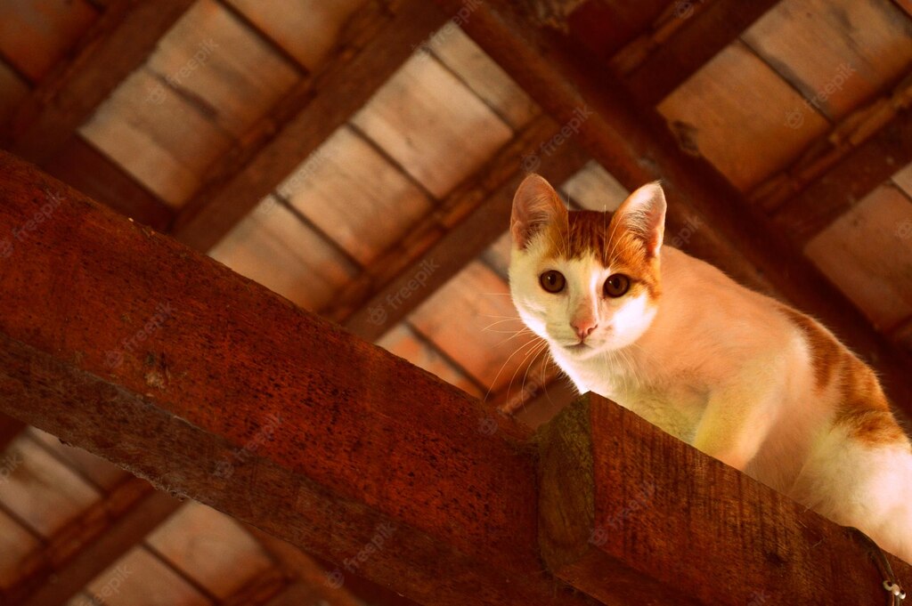 смішний кіт