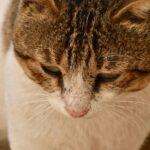 смішний кіт