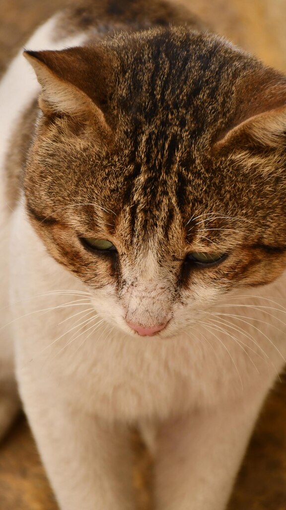 смішний кіт