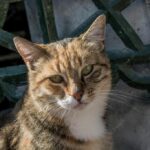 смішний кіт