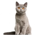 британська короткошерста