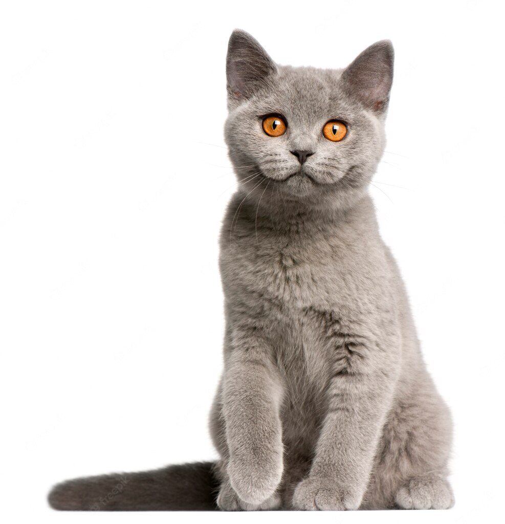 британська короткошерста