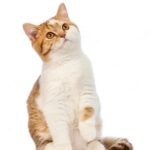 британська короткошерста