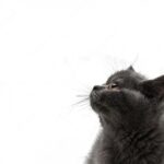 британська короткошерста