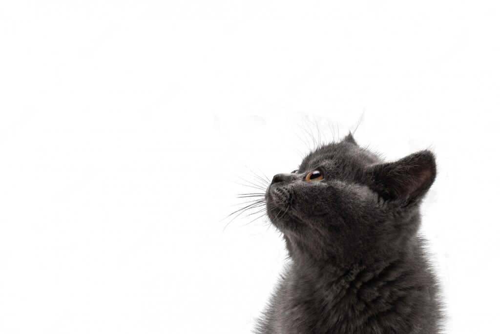 британська короткошерста