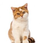 британська короткошерста