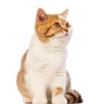 британська короткошерста