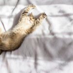 коти домашня тварина