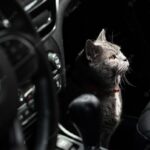 їздити на машині