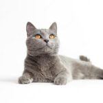 британська короткошерста