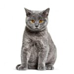 кішка сидить