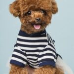 маленька собака