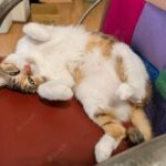 сплячий кіт