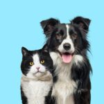 собака кіт бордер коллі домашня тварина