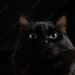 смішний кіт