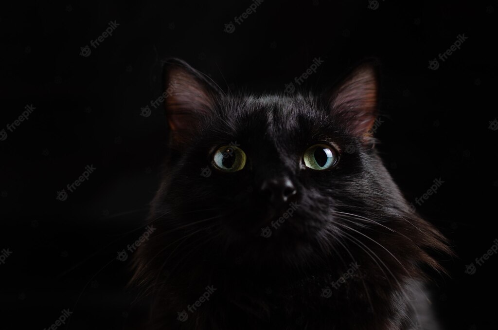 смішний кіт