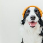 різдвяний вихованець