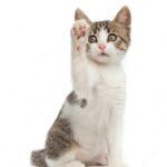 коти улюбленець