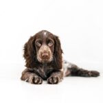 маленька собака