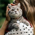 смішний кіт